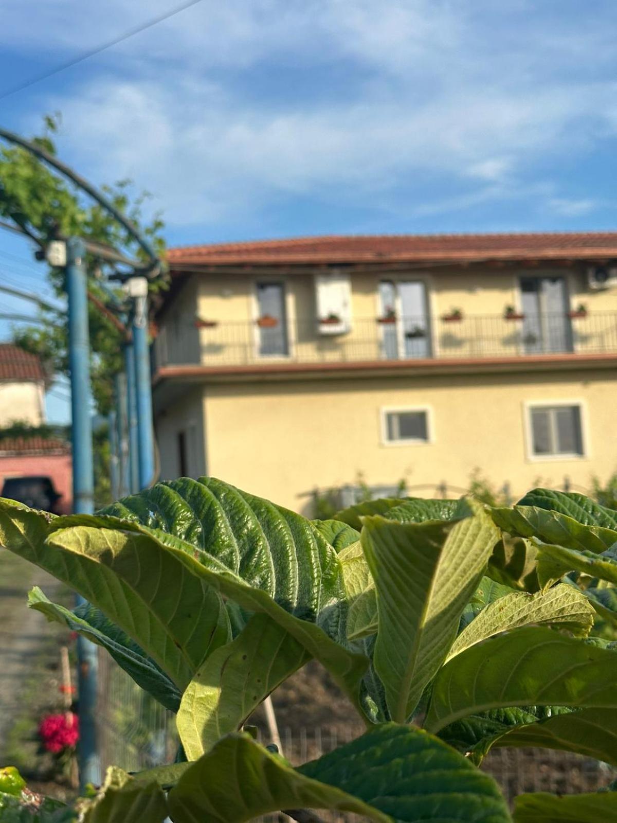 Guesthouse Marku - Mrizi I Zanave Fishte Exteriör bild